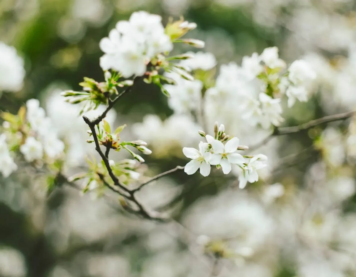 白い桜の花