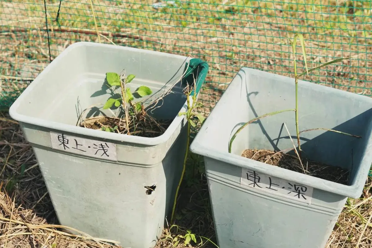 苗が植わったコンテナ