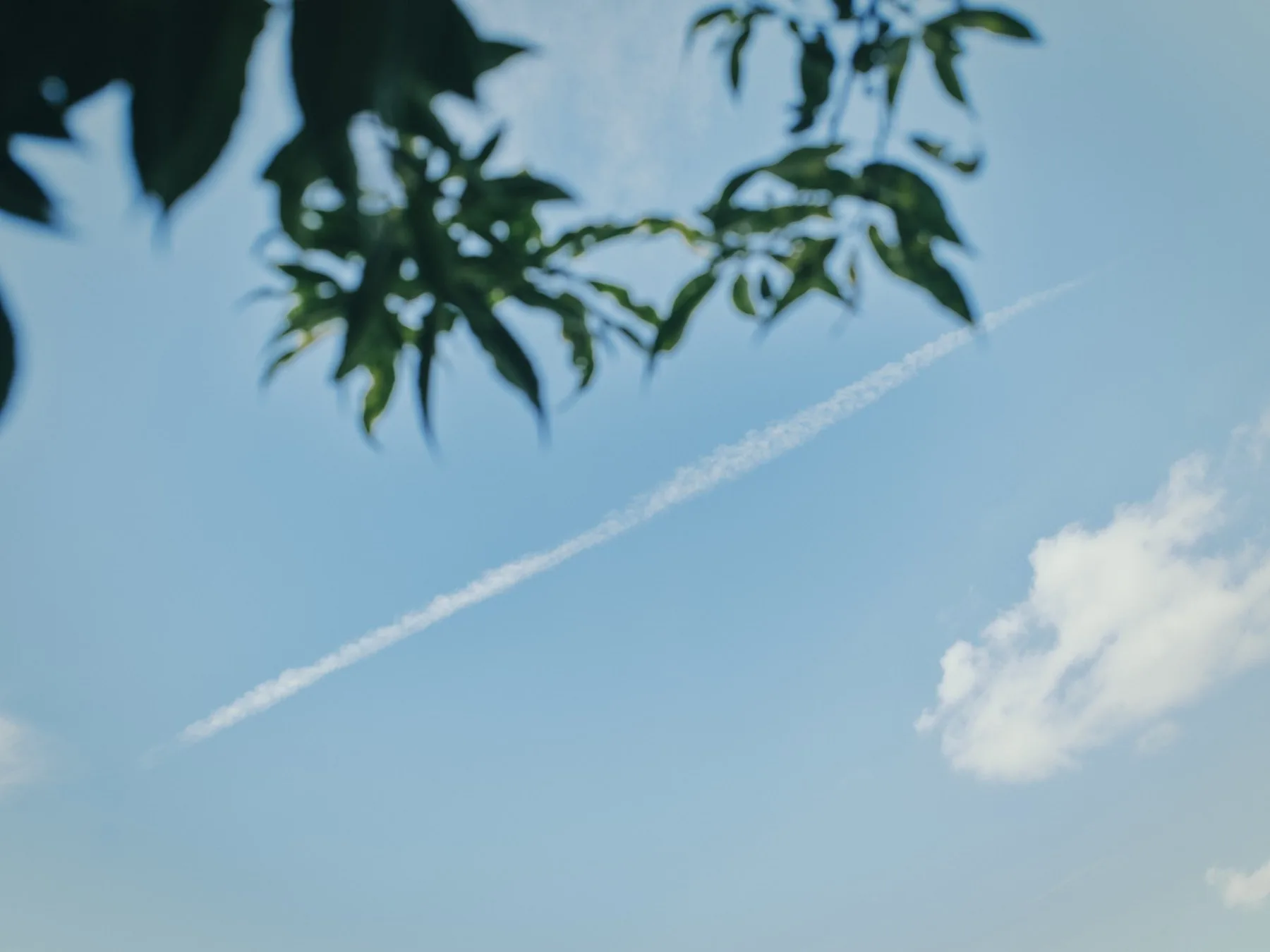 代沢せせらぎ公園の木の葉ごしに見上げた、飛行機雲の走る青空