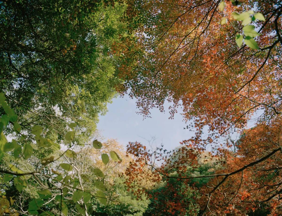 紅葉の枝越しに見上げた空