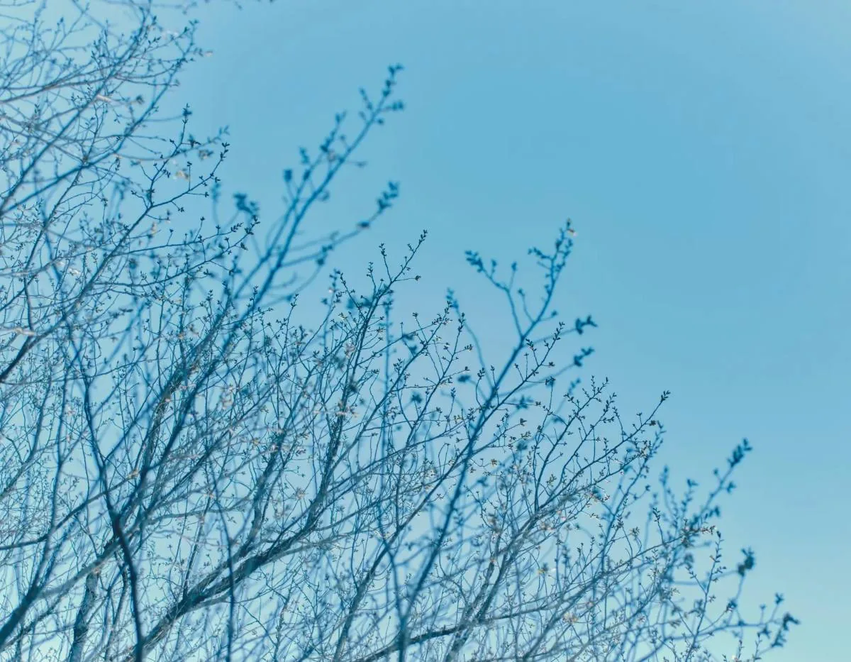 芽吹き前の枝と青空