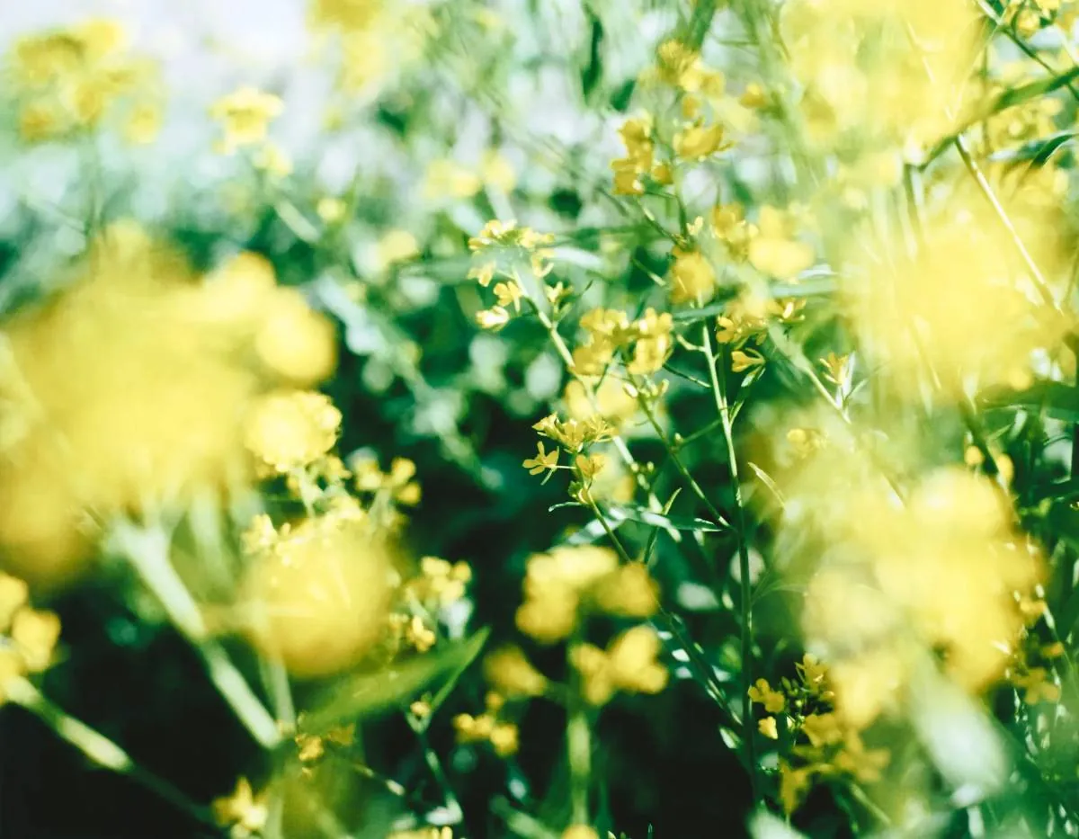 菜の花のクローズアップ