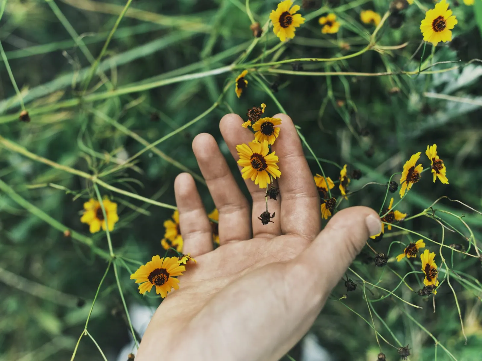 黄色い野の花を手のひらにのせる