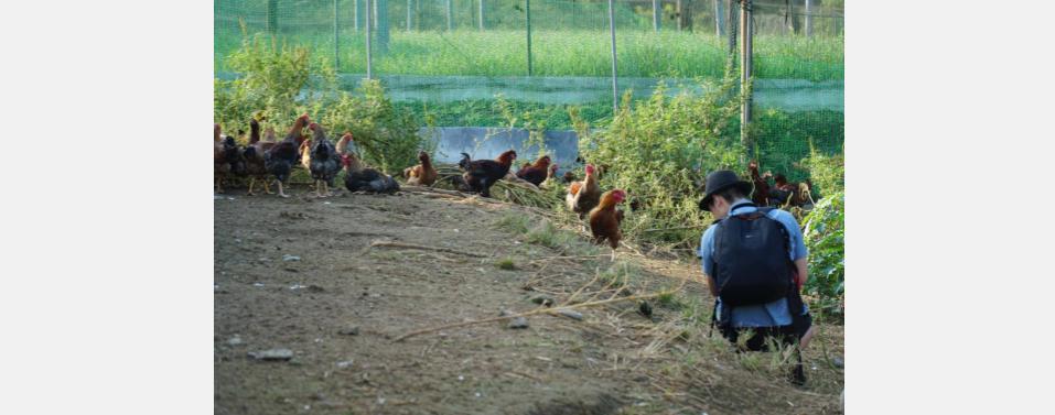 無題のプレゼンテーション (24) もち米鶏しゅうまい「鶏鳴」プロモーションムービー撮影秘話