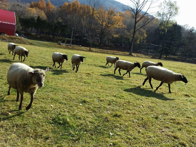 牧草地で草を食む羊の群れ(占冠村のニニウファーム)