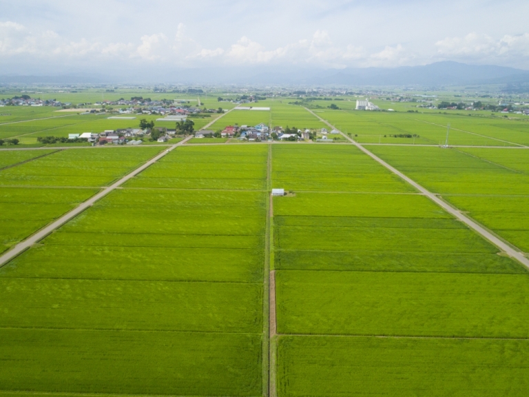 青々と育った湯川村の田んぼ