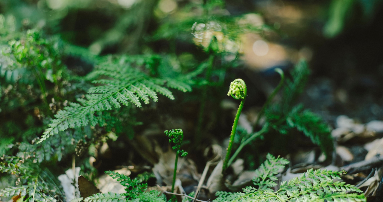 大矢部の自然の中で育つシダ植物